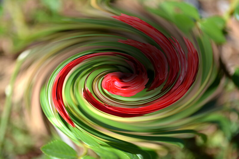 Swirled Green and Red Leaves