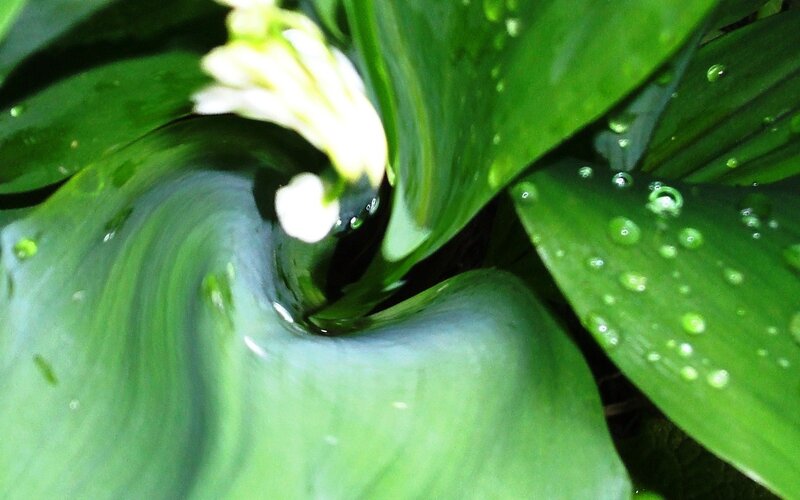swirled green leaves with water droplets