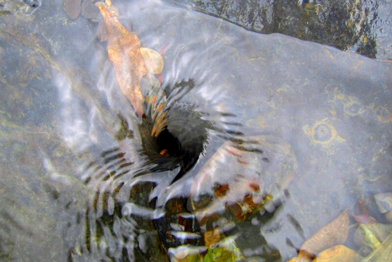 Swirling Water Vortex — Gray, Calm