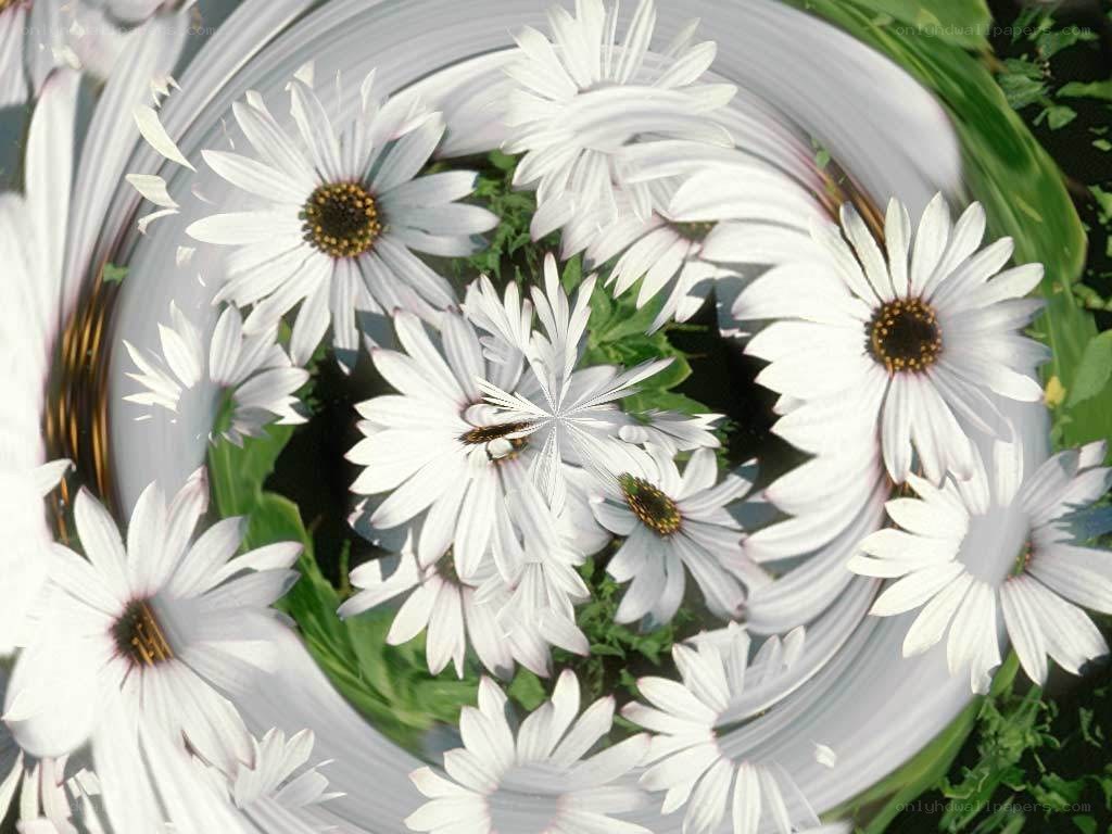 swirling white daisies