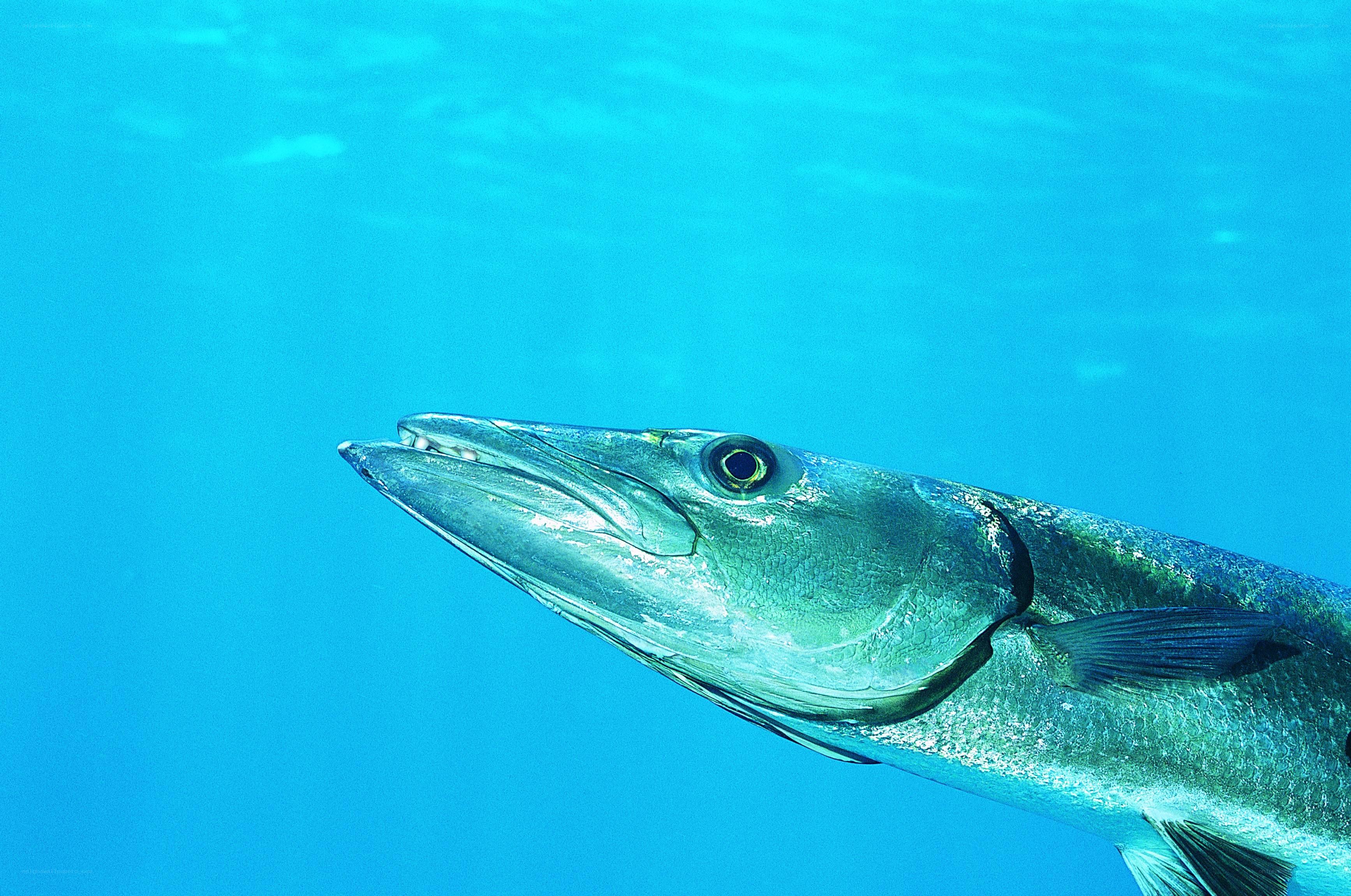 Swordfish in blue water