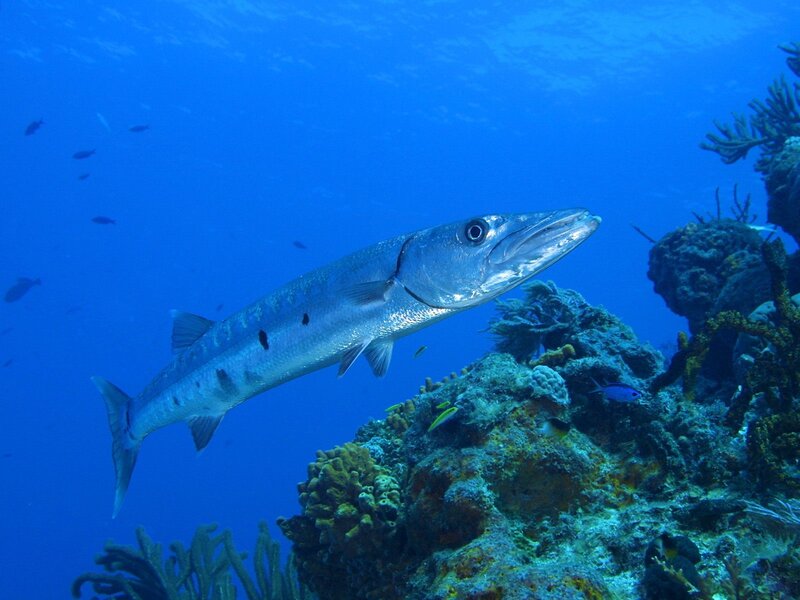 Swordfish near coral reef