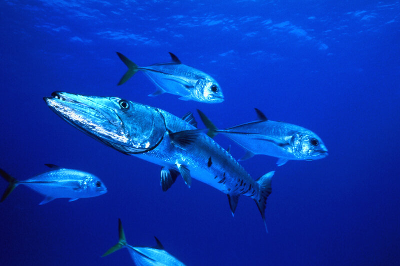 Swordfish swimming with jacks