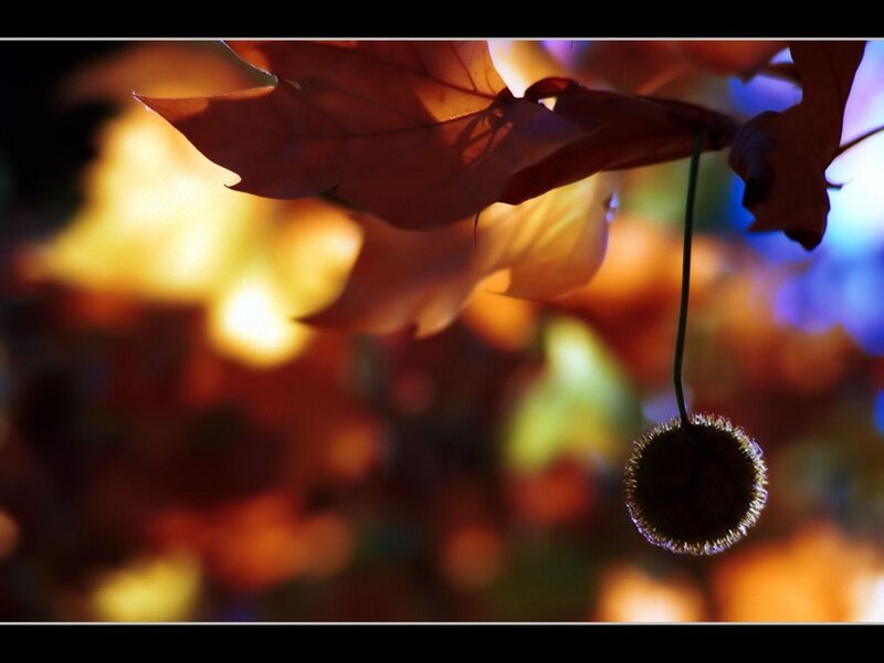 Sycamore Seed Pod