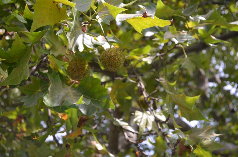 Sycamore Tree Fruits