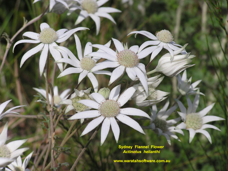 Sydney Flannel Flower