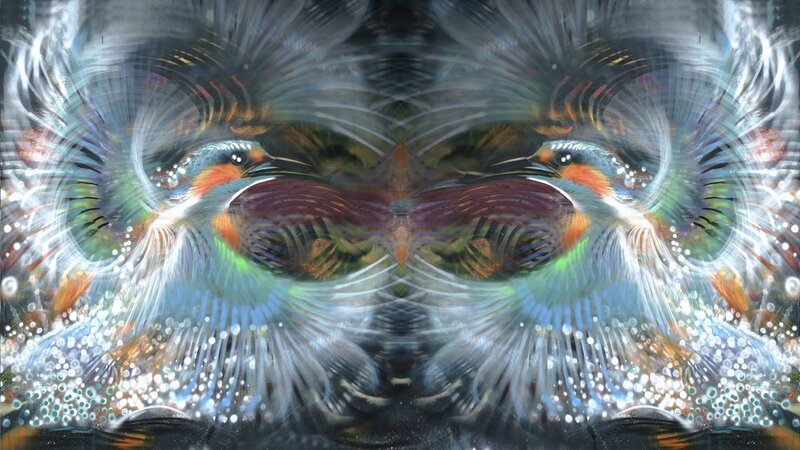 Symmetrical bird art with vibrant colors