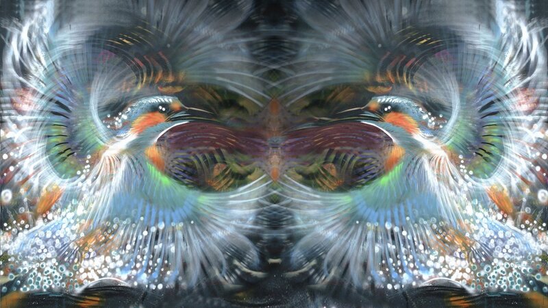 Symmetrical bird mandala art