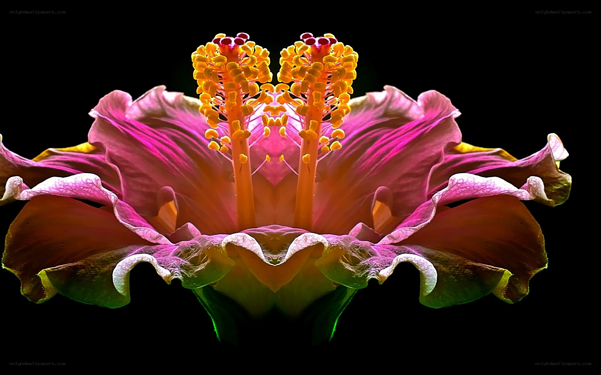 Symmetrical hibiscus flower