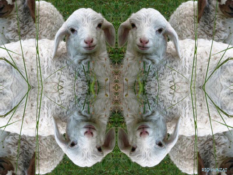 Symmetrical lamb image