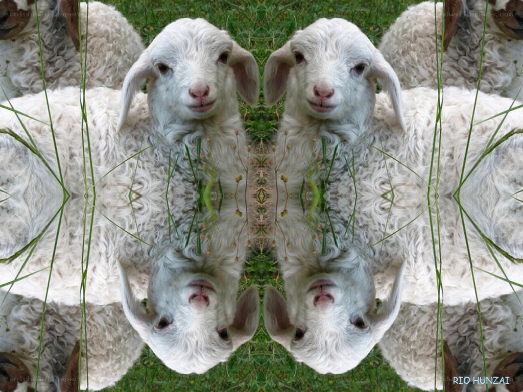 Symmetrical lamb image