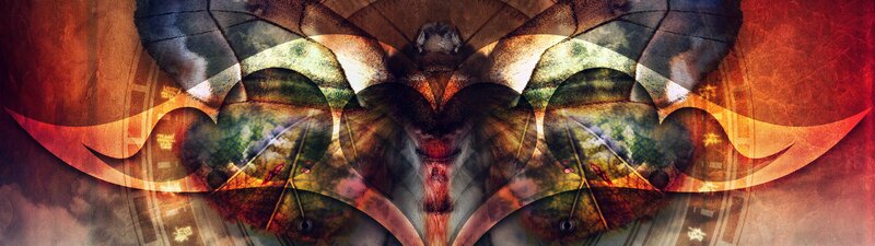 Symmetrical Moth Wings