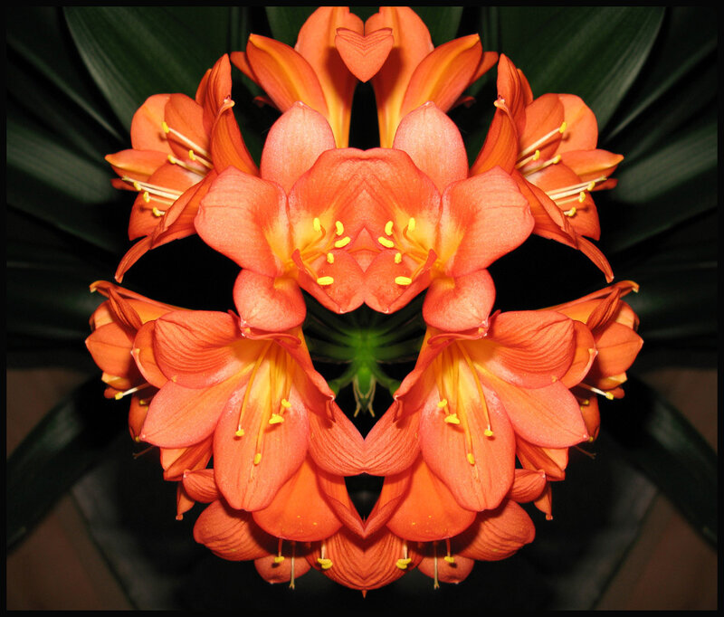 Symmetrical orange flowers