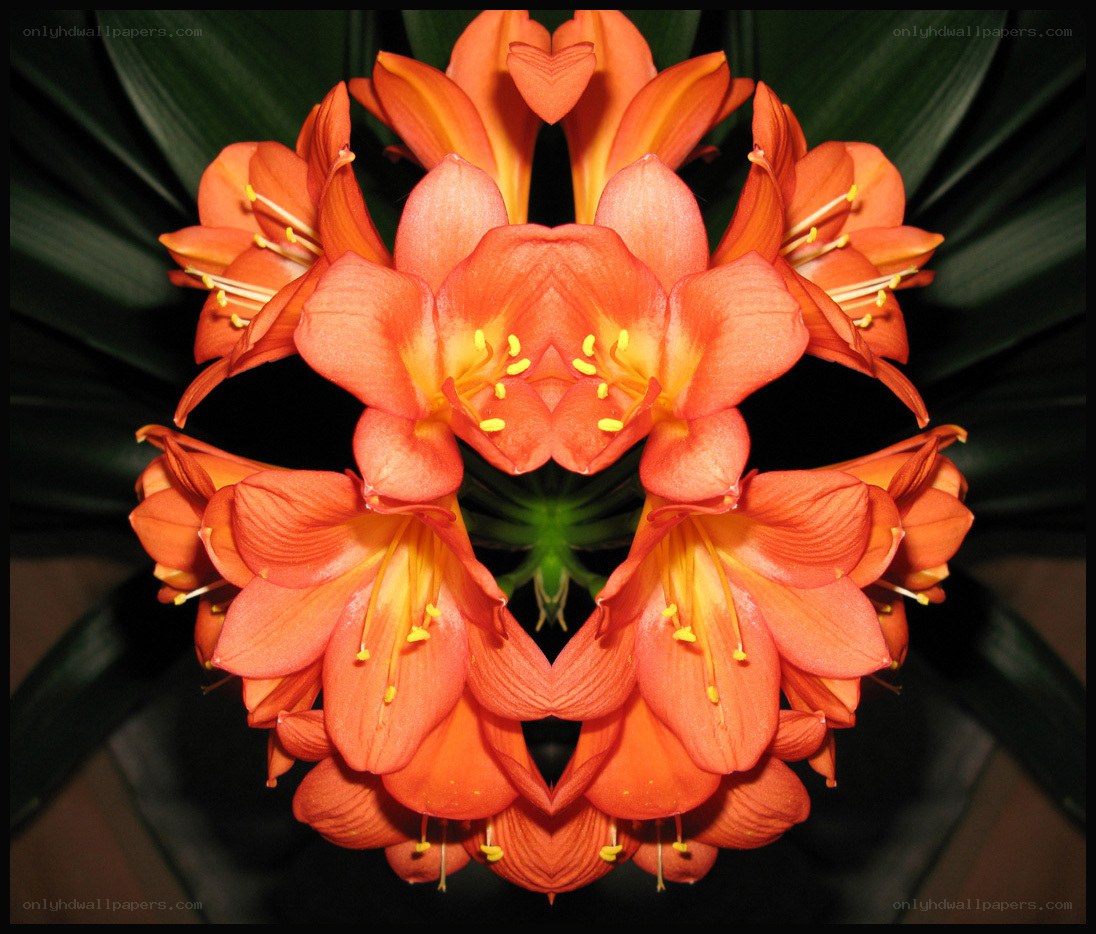 Symmetrical orange flowers