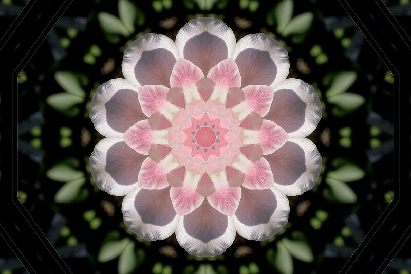 Symmetrical pink flower mandala