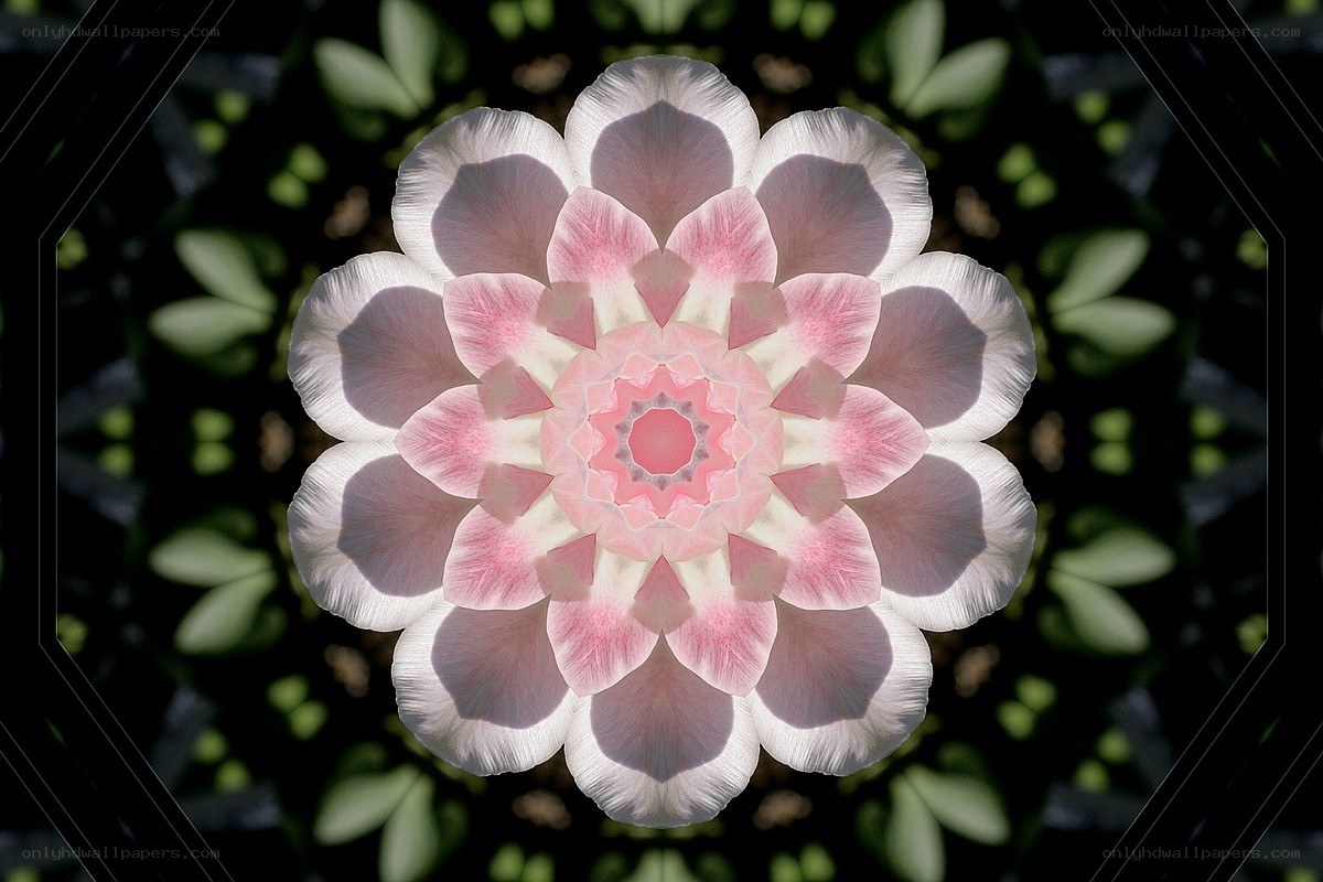 Symmetrical pink flower mandala