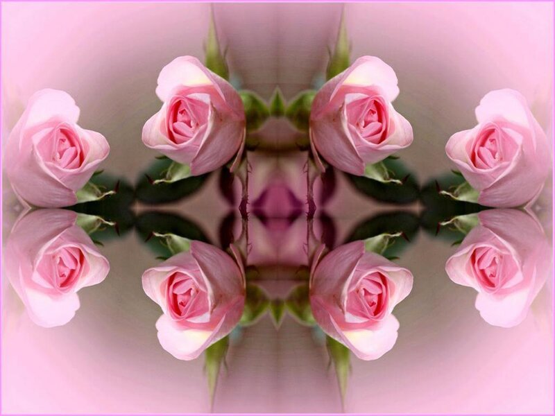 Symmetrical pink roses