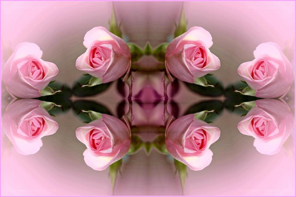 Symmetrical pink roses