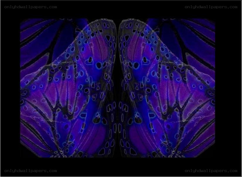 Symmetrical purple butterfly wings
