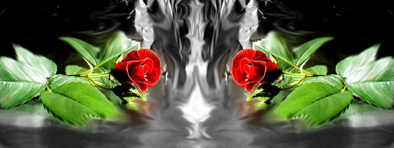 Symmetrical red roses with green leaves
