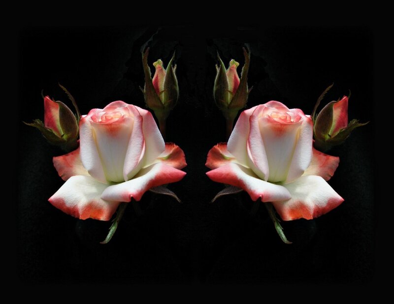 Symmetrical roses on black