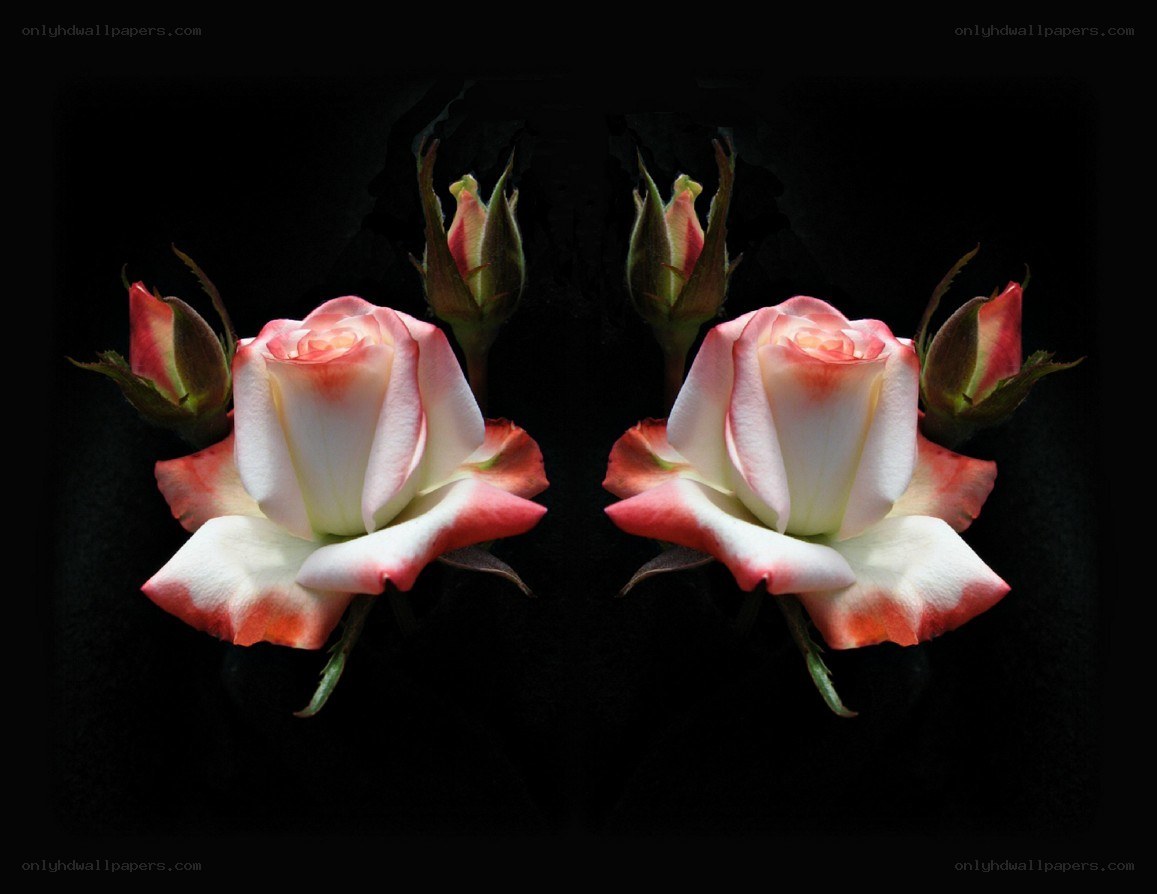 Symmetrical roses on black