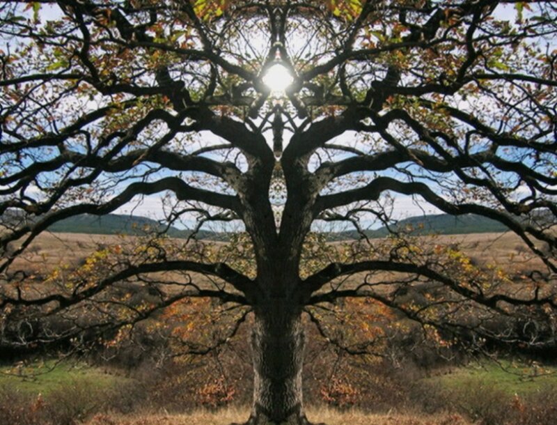 Symmetrical tree with sunburst