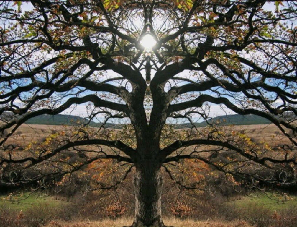 Symmetrical tree with sunburst