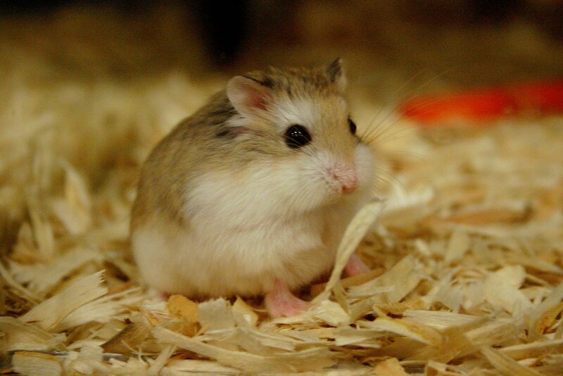 Syrian Hamster in Bedding