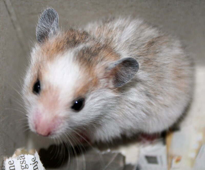 Syrian Hamster — White