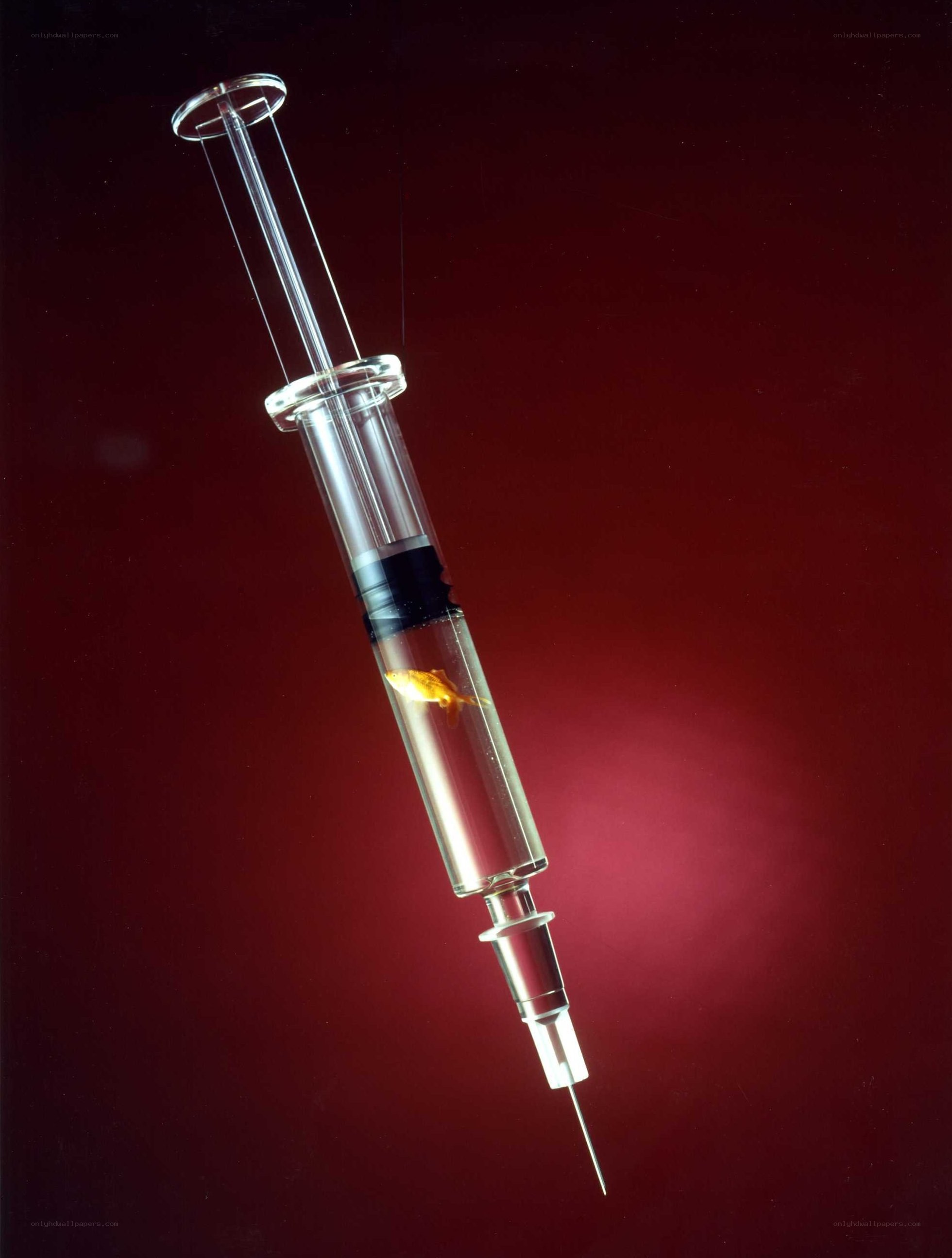 Syringe with goldfish