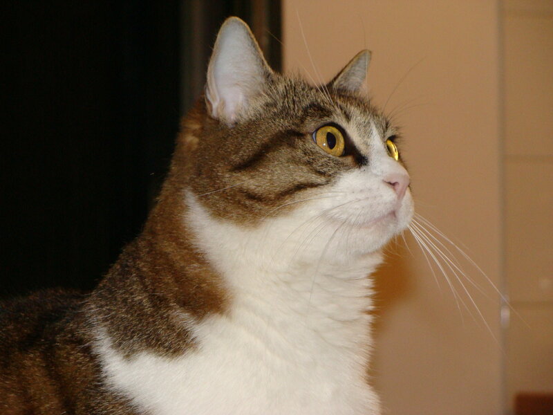 Tabby and White Cat — Brown, Alert