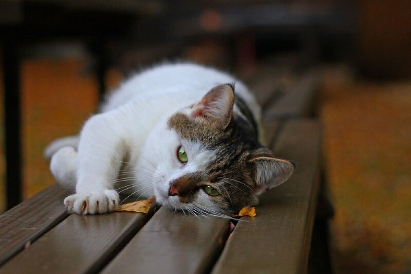 Tabby and White Cat — Brown, Calm, Autumn