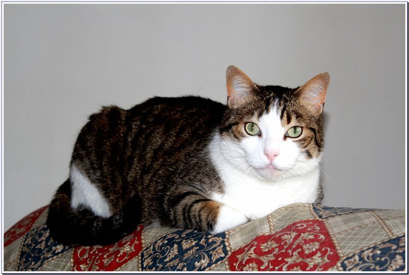 Tabby and White Cat — Brown, Calm, Photograph