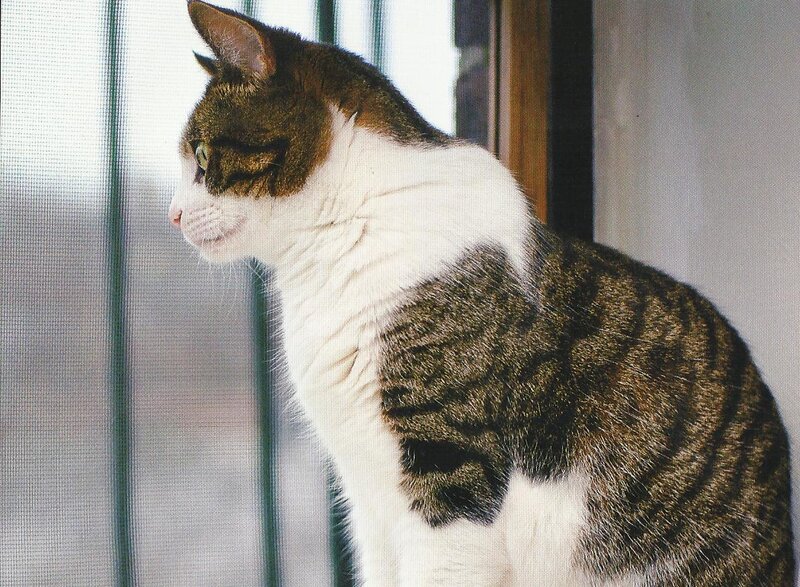 Tabby and White Cat — Brown, Calm, Photograph, Window Screen
