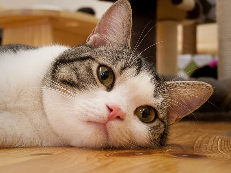 Tabby and White Cat — Brown, Calm