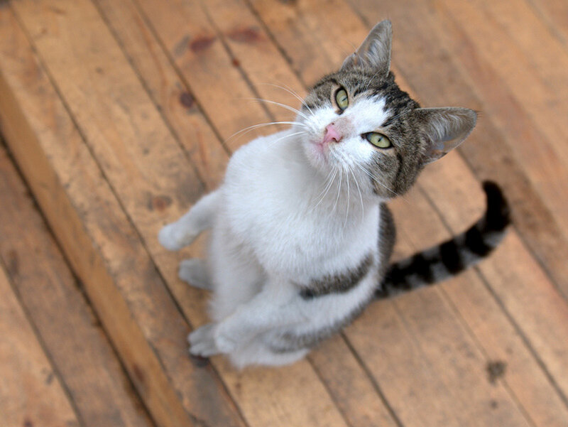 Tabby and White Cat — Brown, Curious, Photograph