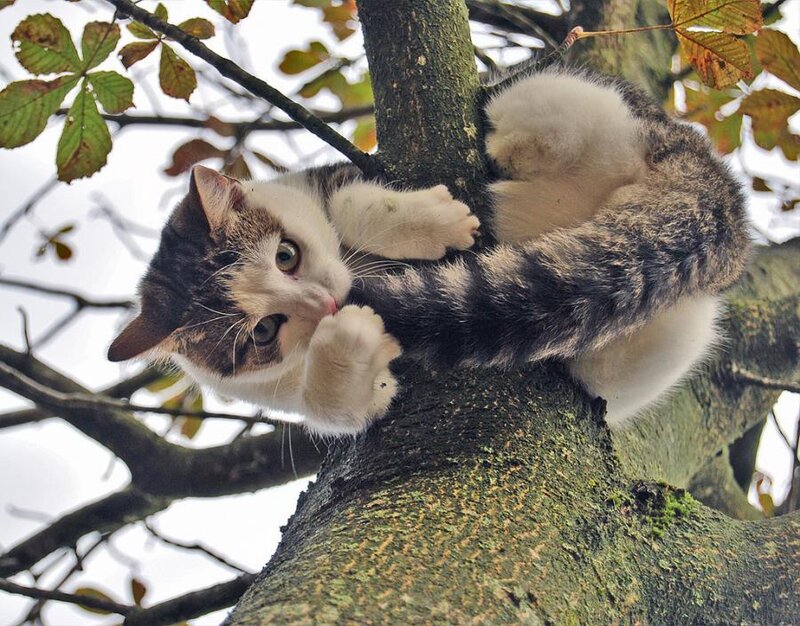 Tabby and White Cat — Brown, Curious