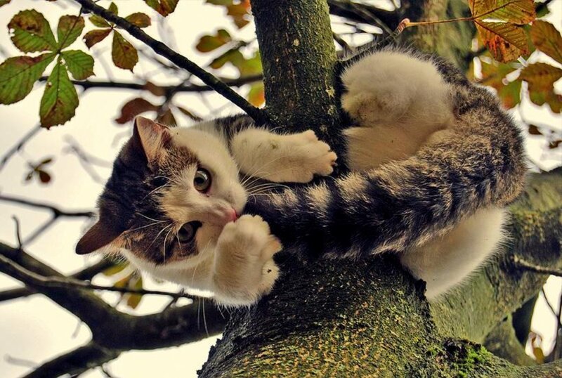 Tabby and White Cat — Brown