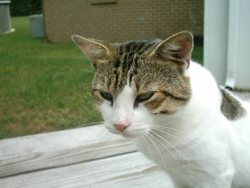Tabby and White Cat — Calm, Afternoon, Photograph, Grass