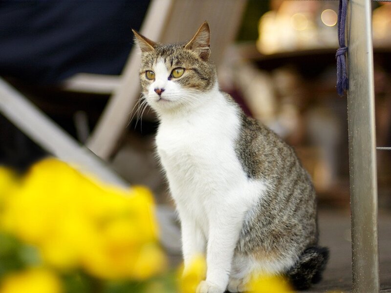 Tabby and White Cat — Calm, Afternoon, Photograph