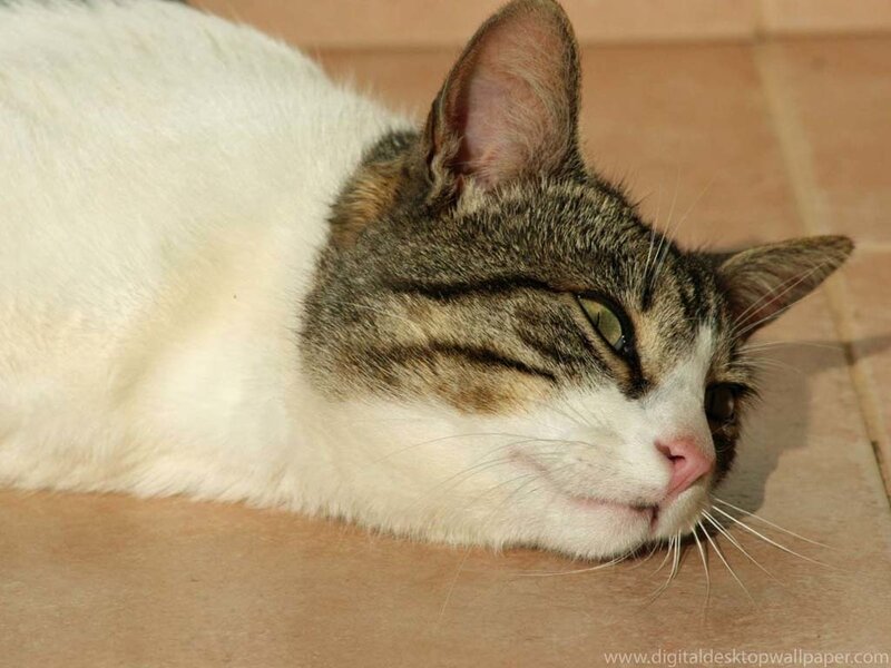 Tabby and White Cat — Calm, Afternoon