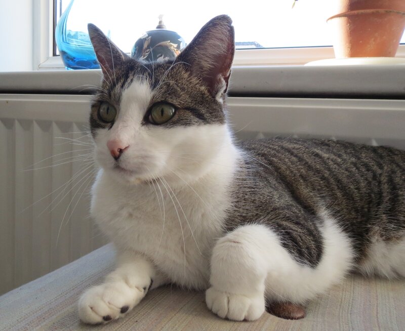 Tabby and White Cat — Calm, Morning