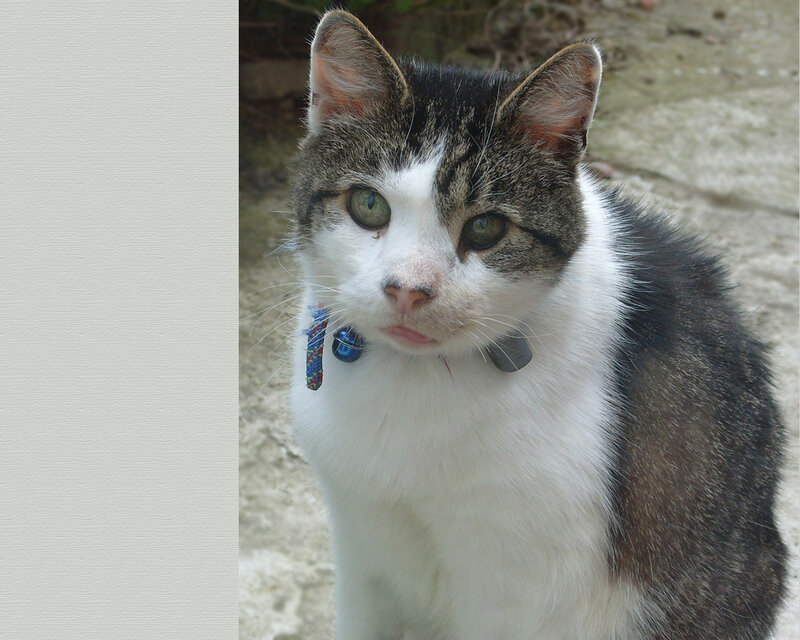 Tabby and White Cat — Calm, Photograph, Collar