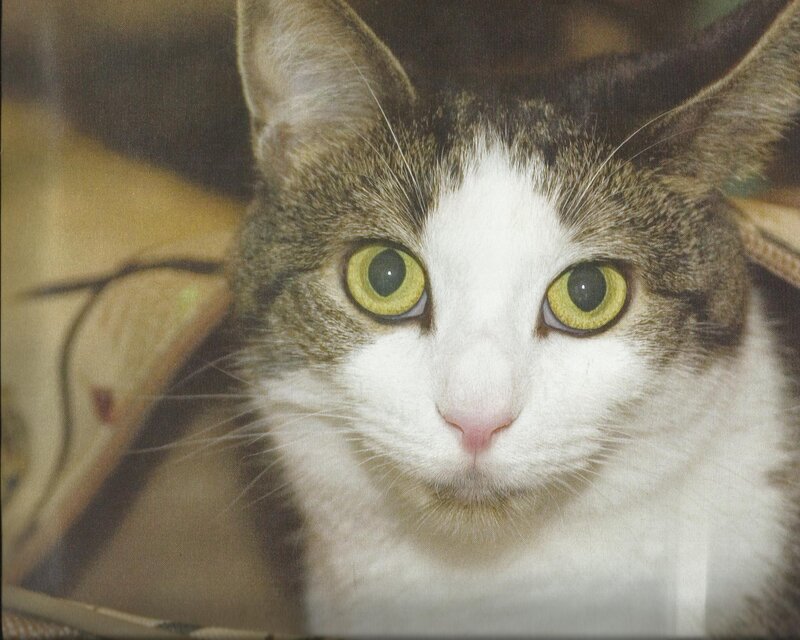 Tabby and White Cat — Calm, Photograph, Ears