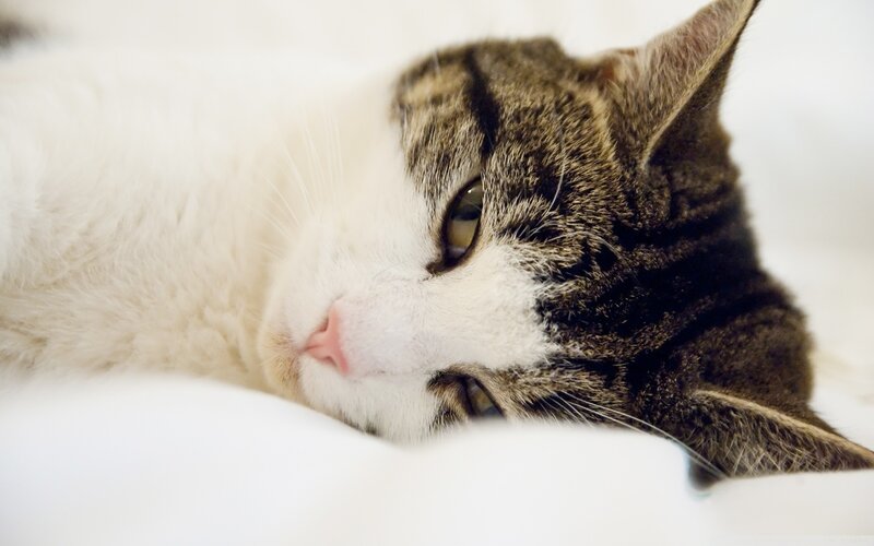 Tabby and White Cat — Calm, Photograph