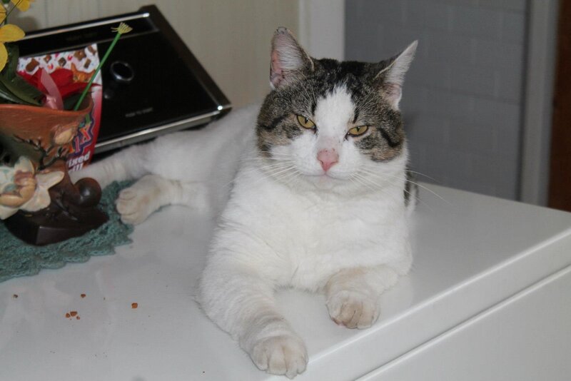 Tabby and White Cat — Calm, Photograph, Vase, Knit Coaster