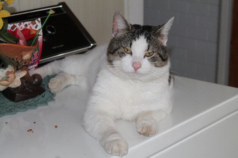 Tabby and White Cat — Calm, Photograph, Vase