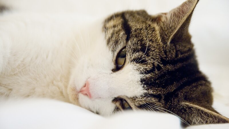 Tabby and White Cat — Calm, Photograph, Whiskers