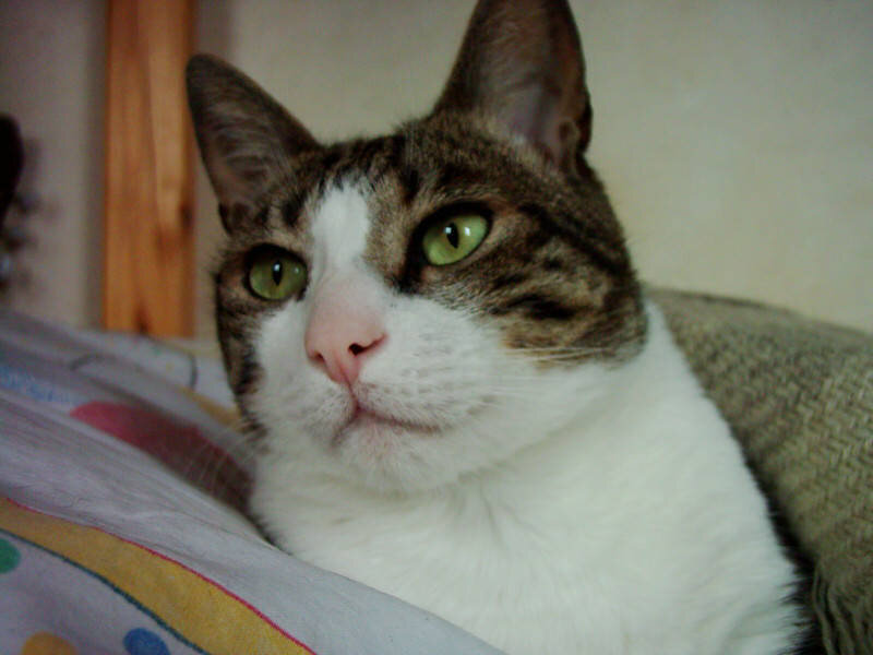 Tabby and White Cat — Calm